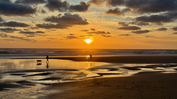 A dog walking on the beach with two people in the water.