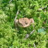 A frog sits in the grass with its eyes closed.