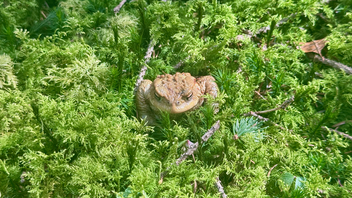 A frog sits in the grass with its eyes closed.