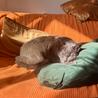 A cat sleeping on a pillow on an orange bed.