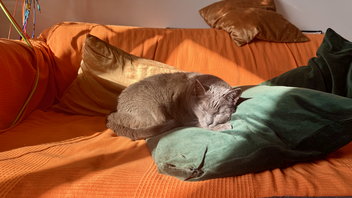 A cat sleeping on a pillow on an orange bed.