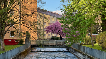 A tree with pink blossoms is on the bridge over a river.