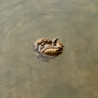A group of three frogs swimming in a pond.