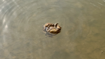A group of three frogs swimming in a pond.