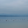 ducks swimming in a body of water with mountains in the background.