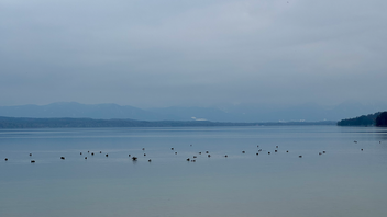 ducks swimming in a body of water with mountains in the background.